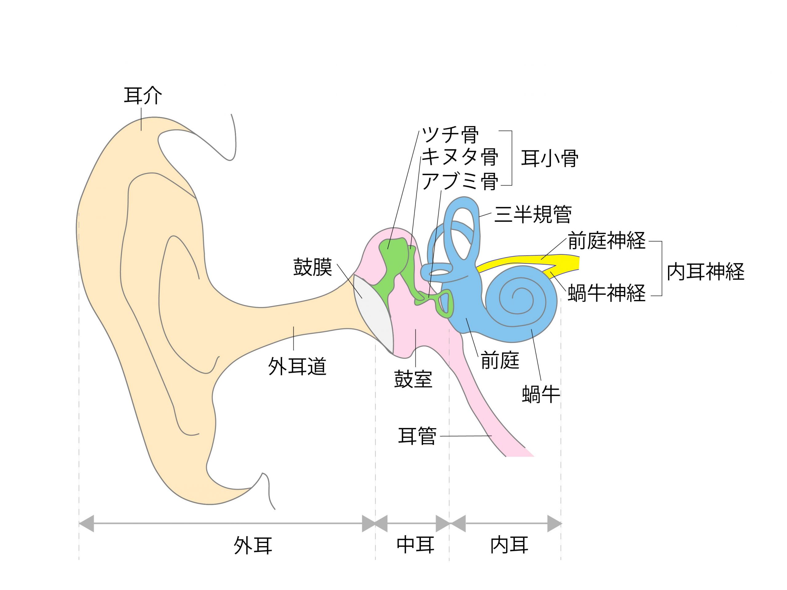 耳解剖図